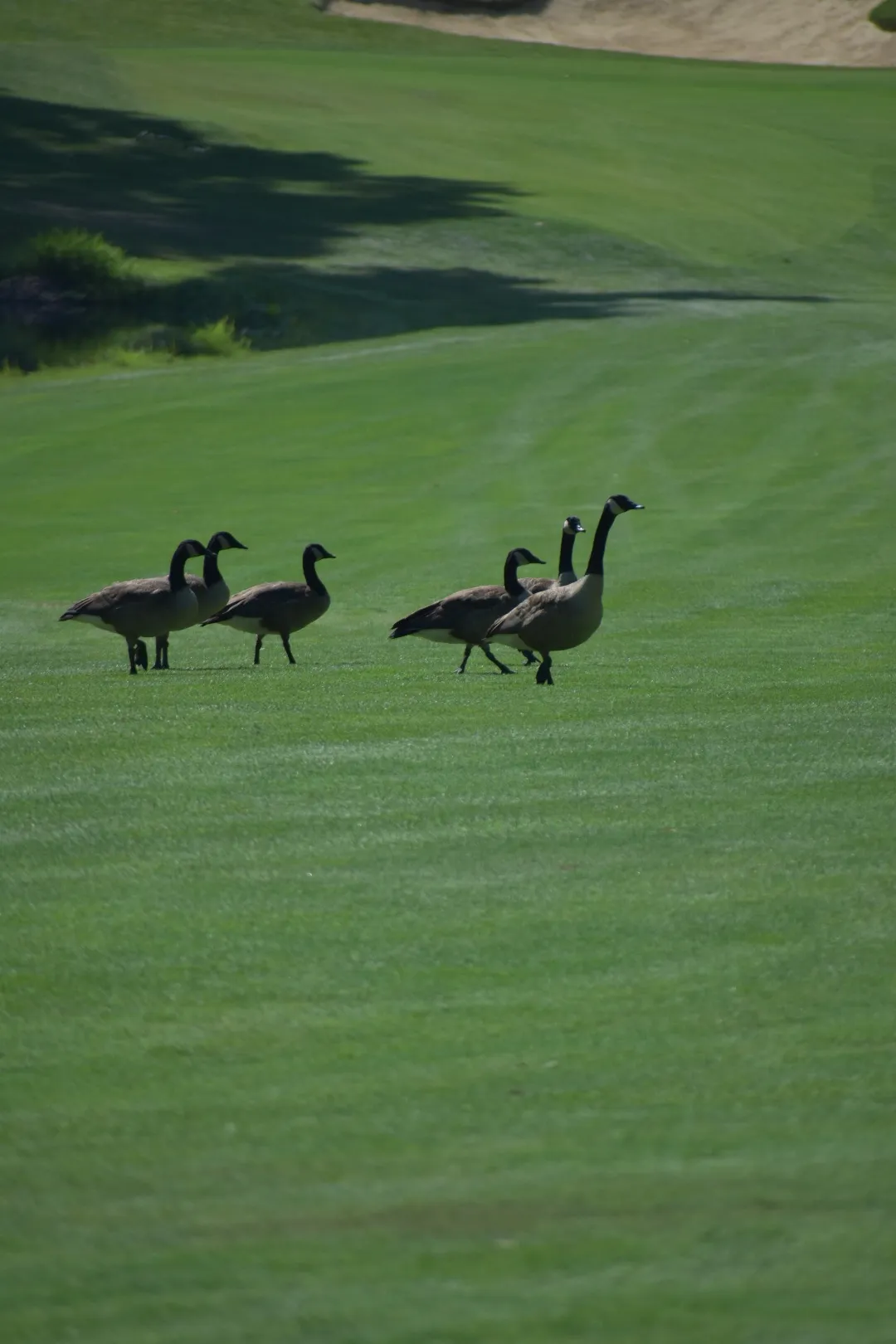 Compassion in Action